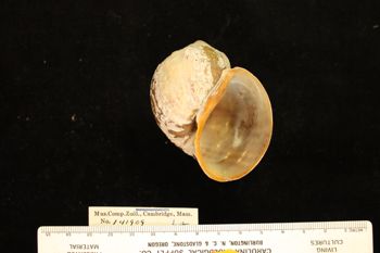 Media type: image; Malacology 141909